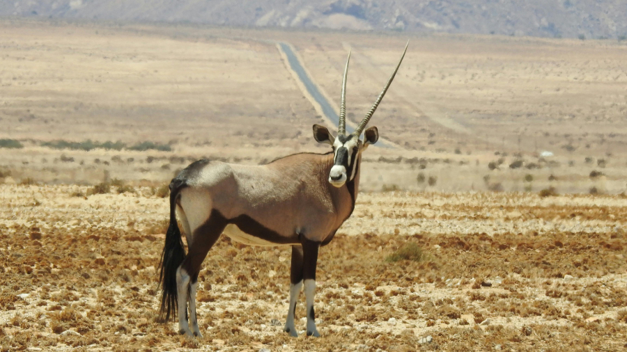 Desert Oryx in the Kalahari