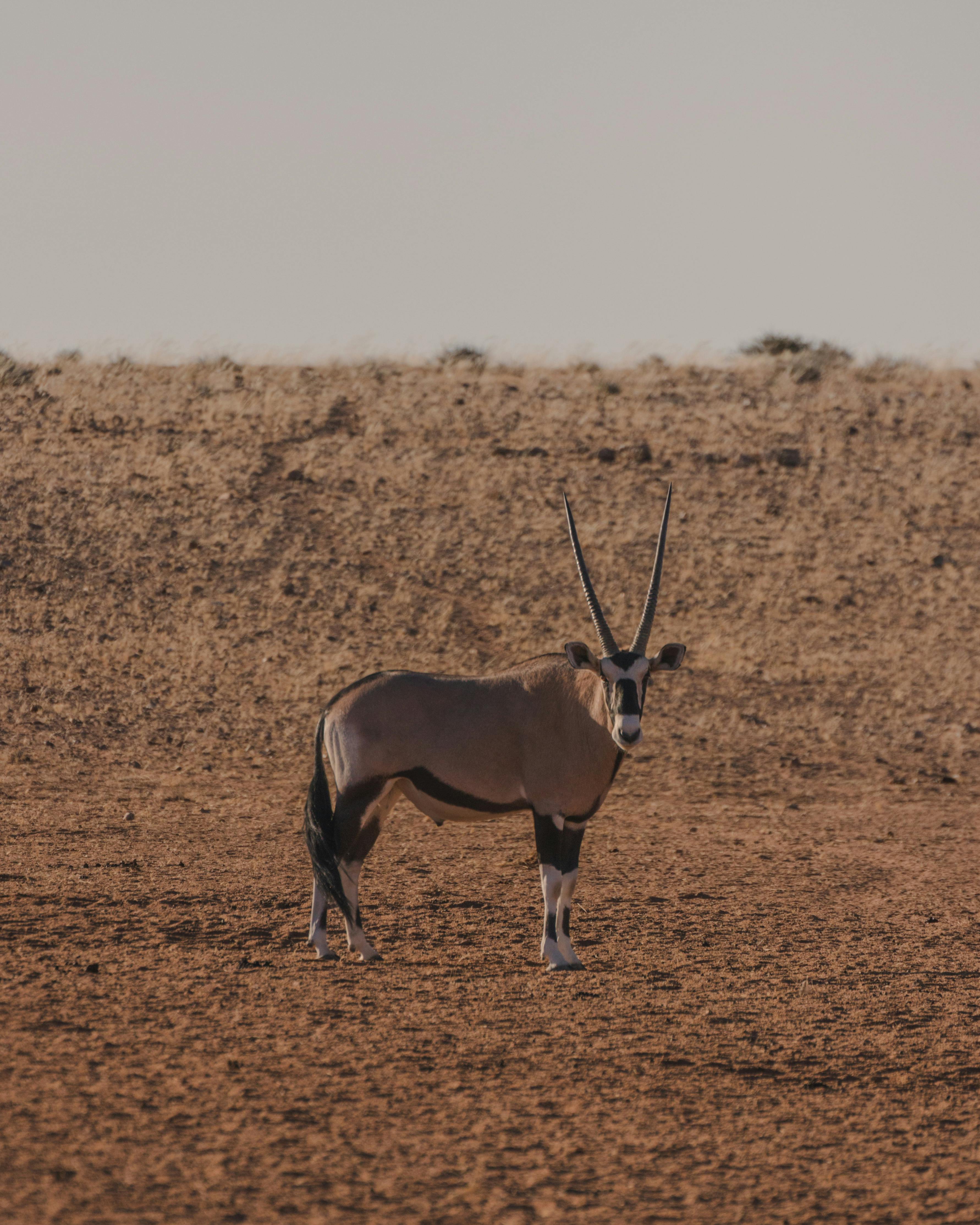 Oryx antelope in the Kalahari desert during safari