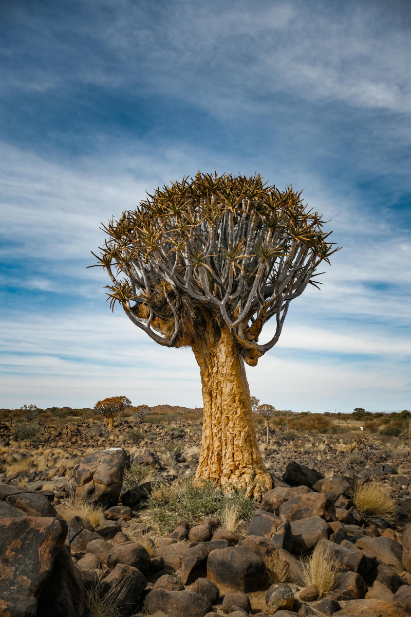 Quiver tree (kokerboom) in the Kalahari desert landscape